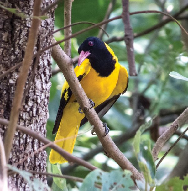 Black-hooded Oriole