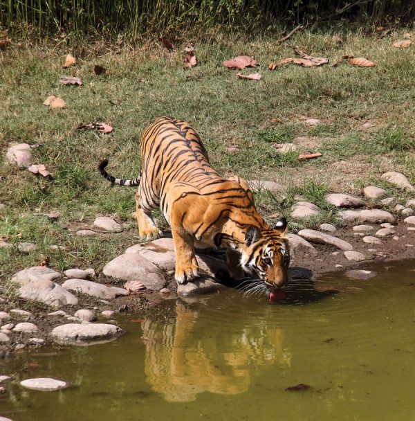 Tiger at waterhole