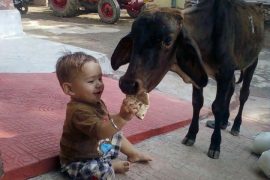 Feeding chapatti to cow