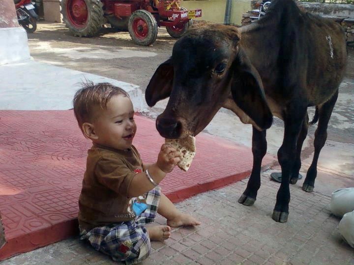 Feeding chapatti to cow