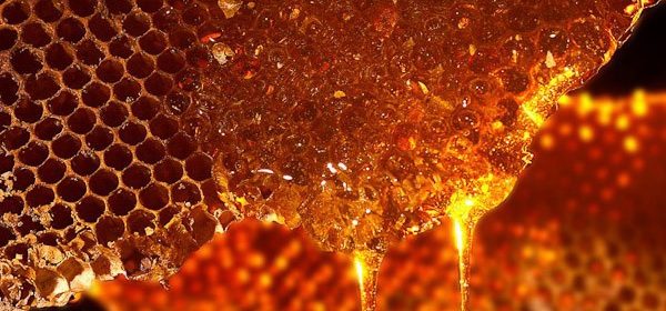 Bee hive, honey dripping