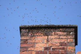 Bees in chimney