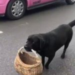 Dog with basket