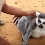 Lemur