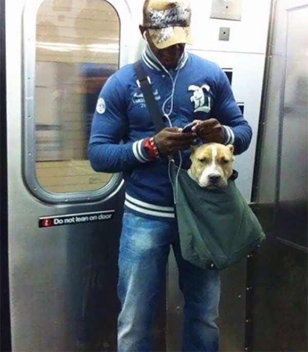 Well trained pit-bull