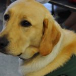 Seeing eye dog