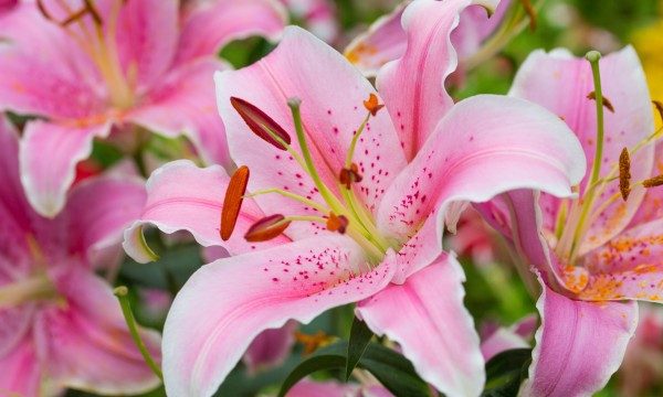 lilies