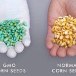 Corn Seeds Comparison