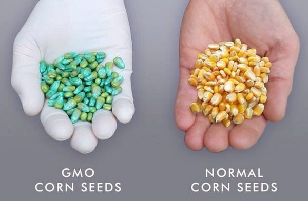 Corn Seeds Comparison