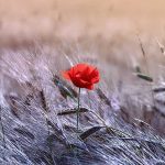 poppy in wheat field