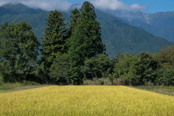 Rice Field with Trees
