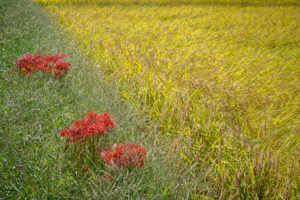 Rice Field with Spider Lilies