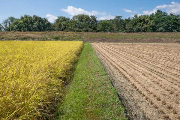 Rice Fields Cut and Uncut
