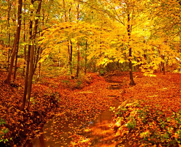 Autumn-AllanForest_05