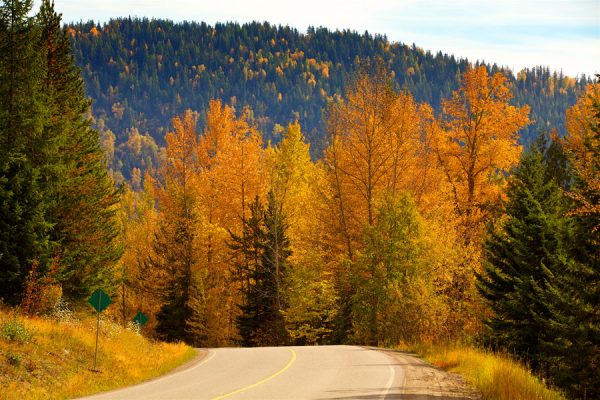 Autumn-AllanForest_10