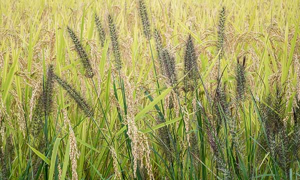 Surendra Sali Rice Surendra-rice-banner | Osho News