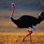 Ostrich1