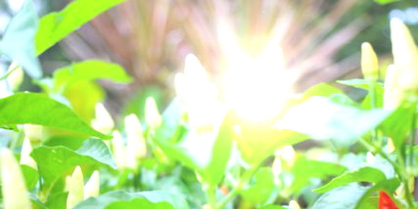 Chili sun 1