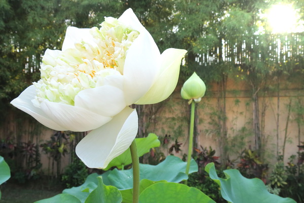 Lotus