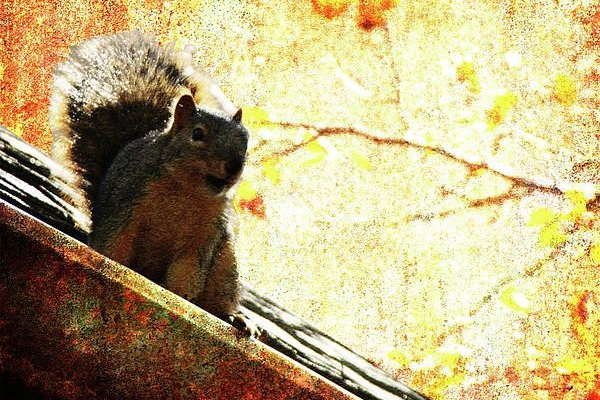 Squirrel