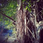 Banian trees