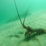 lobster underwater photo by-kate mansury