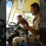 Langur driving bus