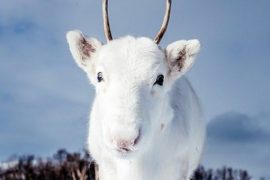 White reindeer Feat