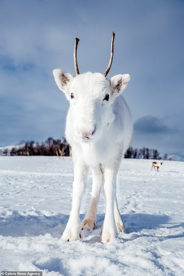 White reindeer with mother