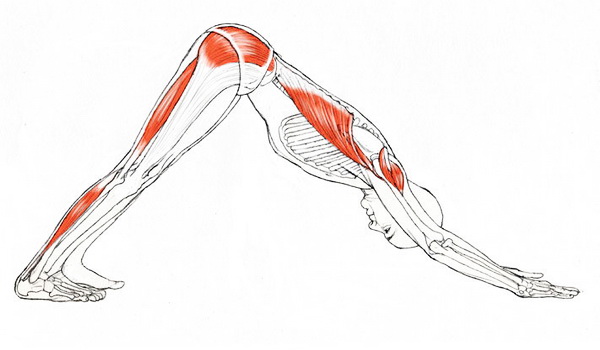 Downward-facing dog