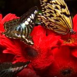 Butterflies pollinating