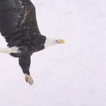 Eagle rescue