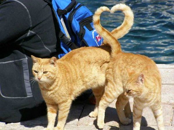 loving cats