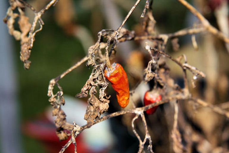 Dead chilli plant Feat | Osho News