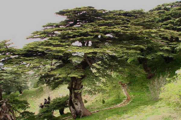 Cedars of Lebanon