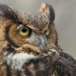 great horned owl