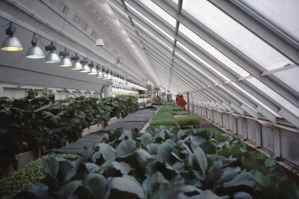 Osho's veggies Surdas