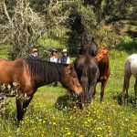 horses for constellation at the Over the Edge Farm