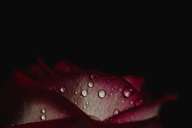 raindrop on a petal