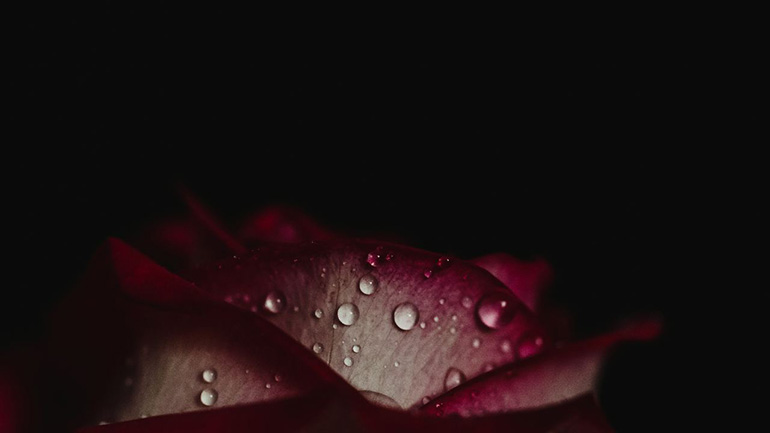 raindrop on a petal
