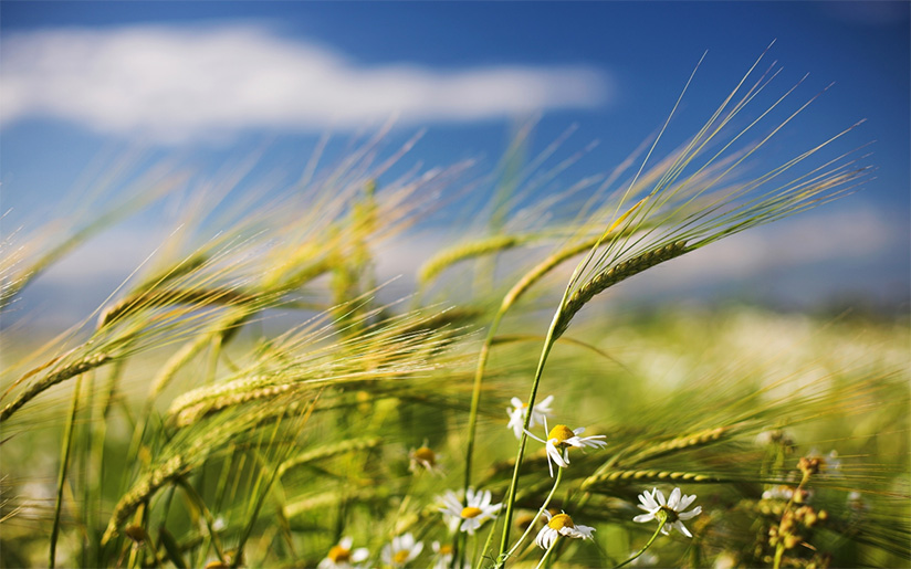 wind in the grass