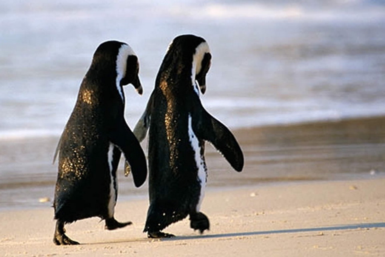 two penguins walking