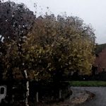 Self-Healing on a November Day