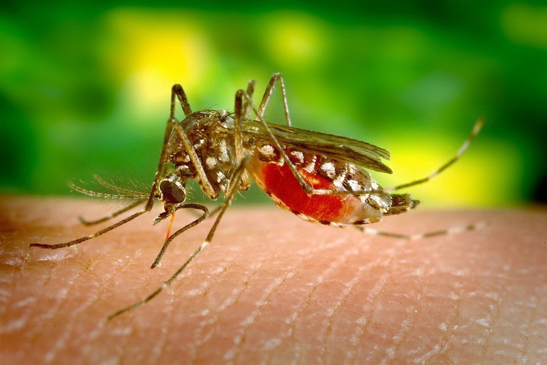 Mosquito
