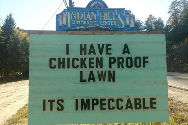 Chicken proof lawn