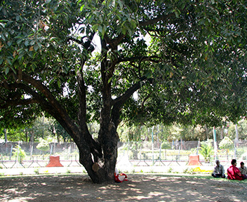 maulshree tree
