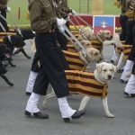 Dogs at India Republic Day parade