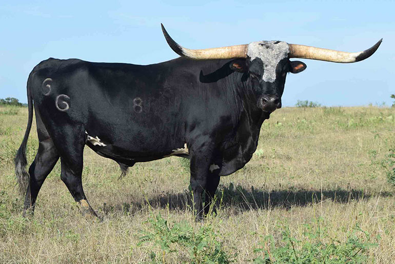 Black Kettle bull
