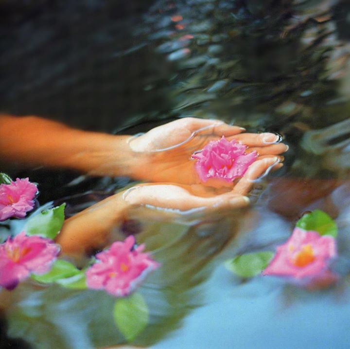 Hands holding a water lily
