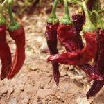 Drying up chillies
